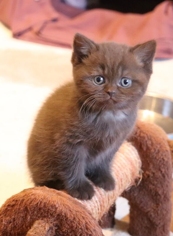 British Shorthair kittens for sale in Verwood, Dorset – 7 weeks old