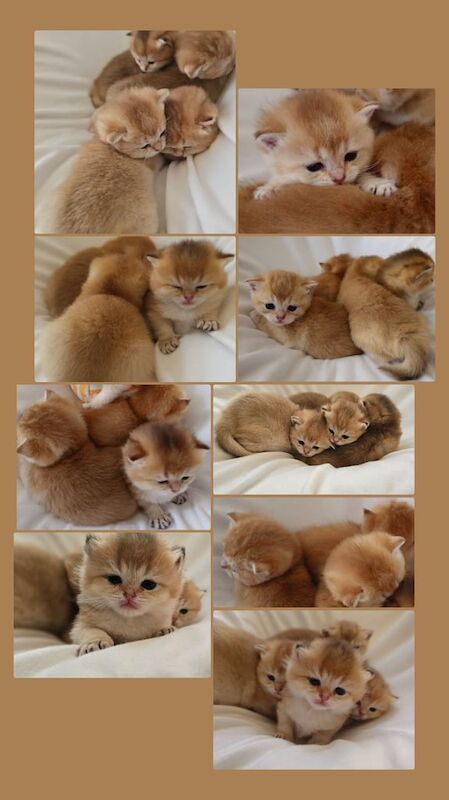 Registered Pure Golden British Shorthair Kittens for sale in Royal Tunbridge Wells, Kent