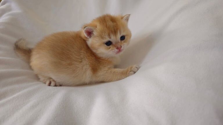 Registered Pure Golden British Shorthair Kittens for sale in Royal Tunbridge Wells, Kent | Image 2