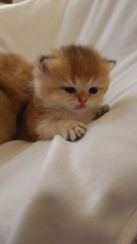 Registered Pure Golden British Shorthair Kittens for sale in Royal Tunbridge Wells, Kent | Image 3