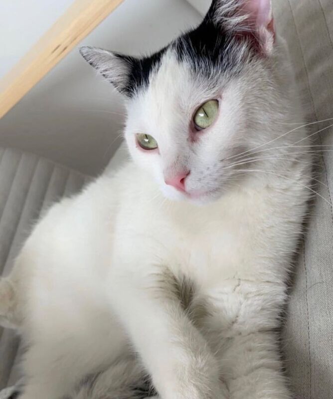 British Shorthair kittens for sale in Salisbury, Wiltshire – 4 years old - Image 2 of 2