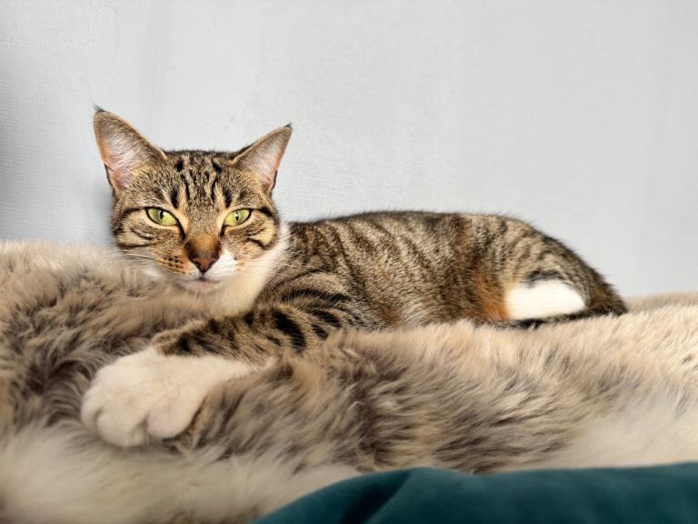 Rehoming our cat Fifi