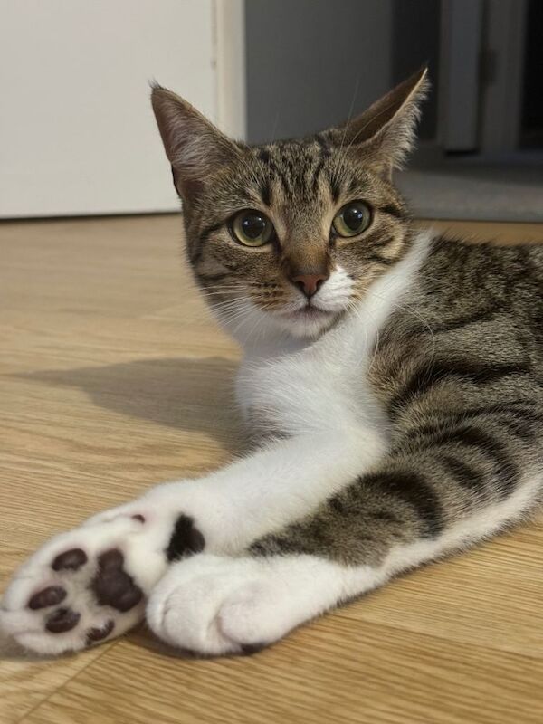 Rehoming our cat Fifi - Image 2 of 2