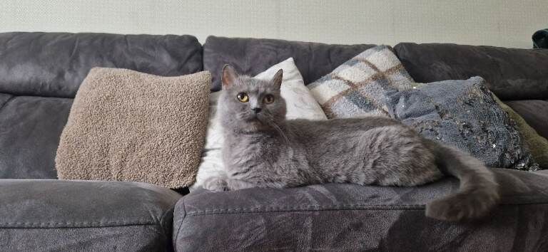 British Shorthair kittens for sale in Bradford, West Yorkshire – 6 years old - Image 2 of 5