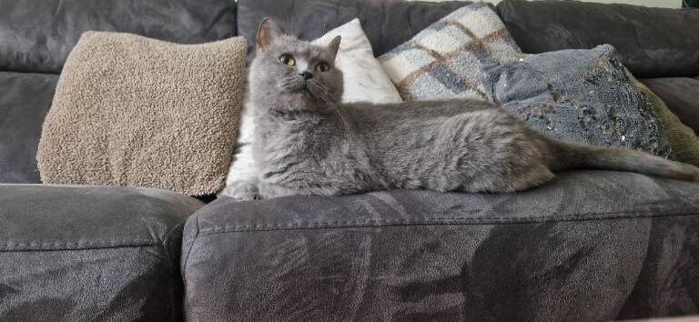 British Shorthair kittens for sale in Bradford, West Yorkshire – 6 years old - Image 3 of 5