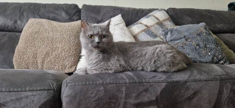 British Shorthair kittens for sale in Bradford, West Yorkshire – 6 years old - Image 4 of 5