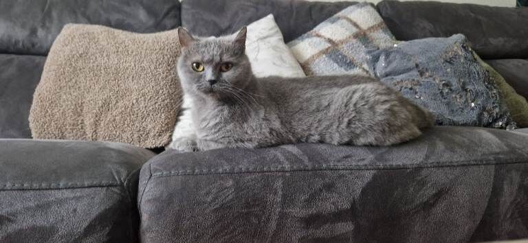 British Shorthair kittens for sale in Bradford, West Yorkshire – 6 years old - Image 5 of 5