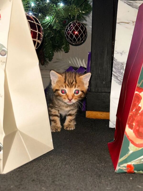 British Shorthair kittens for sale in Kingston upon Hull, East Riding of Yorkshire – 6 weeks old