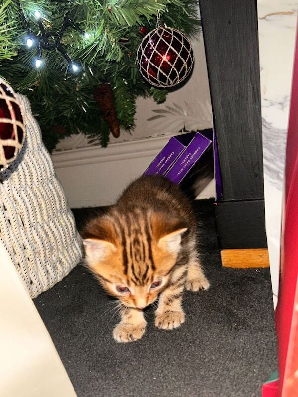 British Shorthair kittens for sale in Kingston upon Hull, East Riding of Yorkshire – 6 weeks old - Image 2 of 6