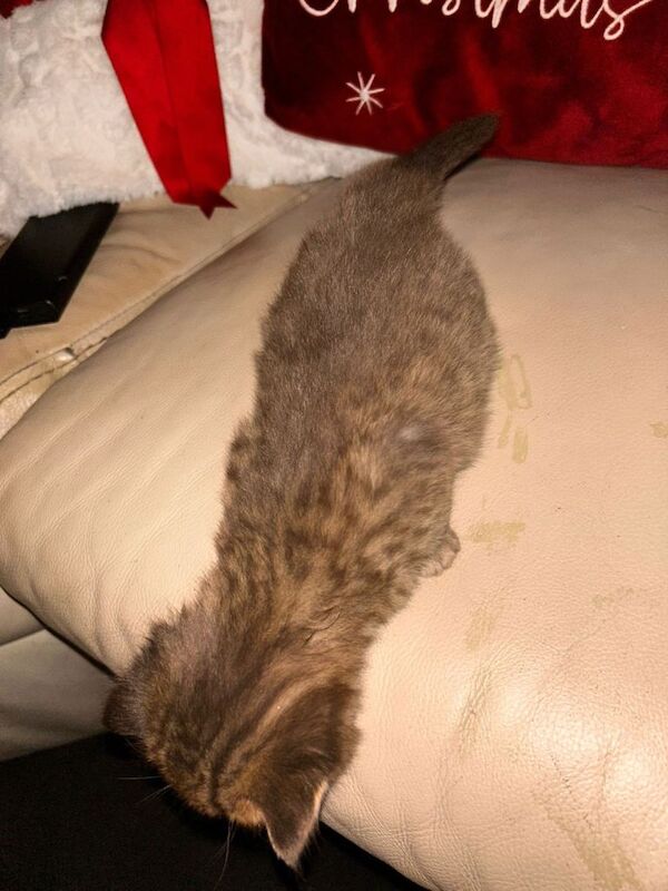 British Shorthair kittens for sale in Kingston upon Hull, East Riding of Yorkshire – 6 weeks old - Image 3 of 6