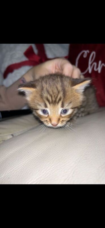 British Shorthair kittens for sale in Kingston upon Hull, East Riding of Yorkshire – 6 weeks old - Image 4 of 6