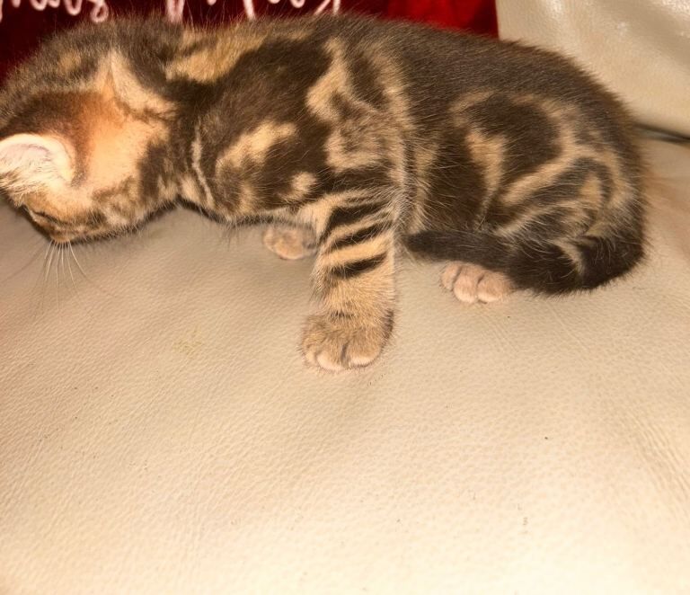 British Shorthair kittens for sale in Kingston upon Hull, East Riding of Yorkshire – 6 weeks old - Image 5 of 6