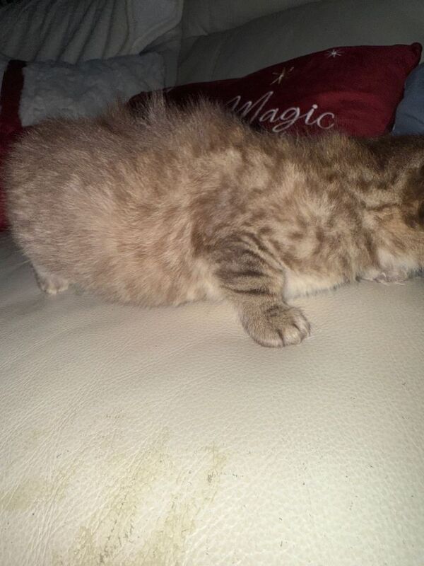 British Shorthair kittens for sale in Kingston upon Hull, East Riding of Yorkshire – 6 weeks old - Image 6 of 6