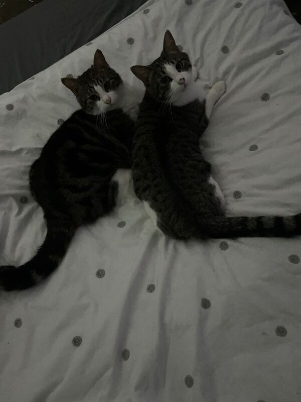 RESERVED Two adorable 2 yr old tabby boys need new home - Image 2 of 4