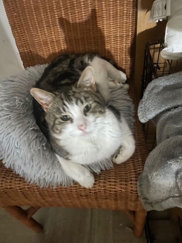 RESERVED Two adorable 2 yr old tabby boys need new home - Image 3 of 4