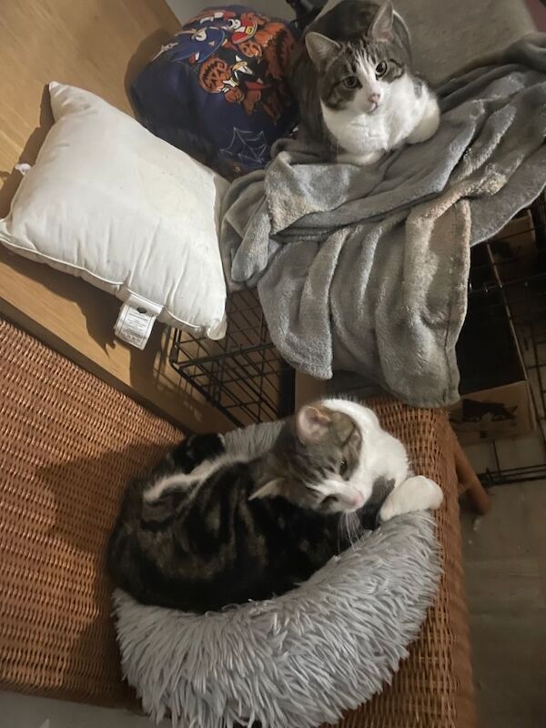 RESERVED Two adorable 2 yr old tabby boys need new home - Image 4 of 4