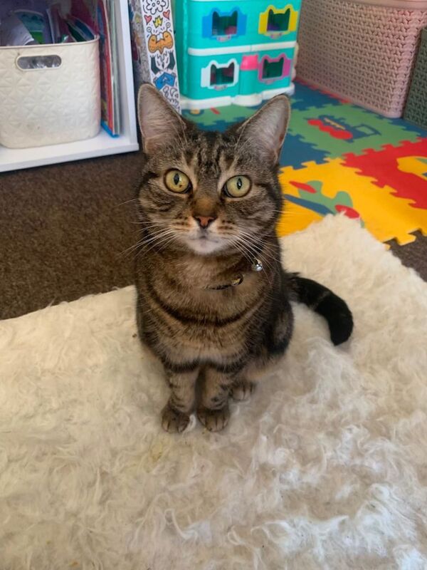 Sassy is looking for her forever home