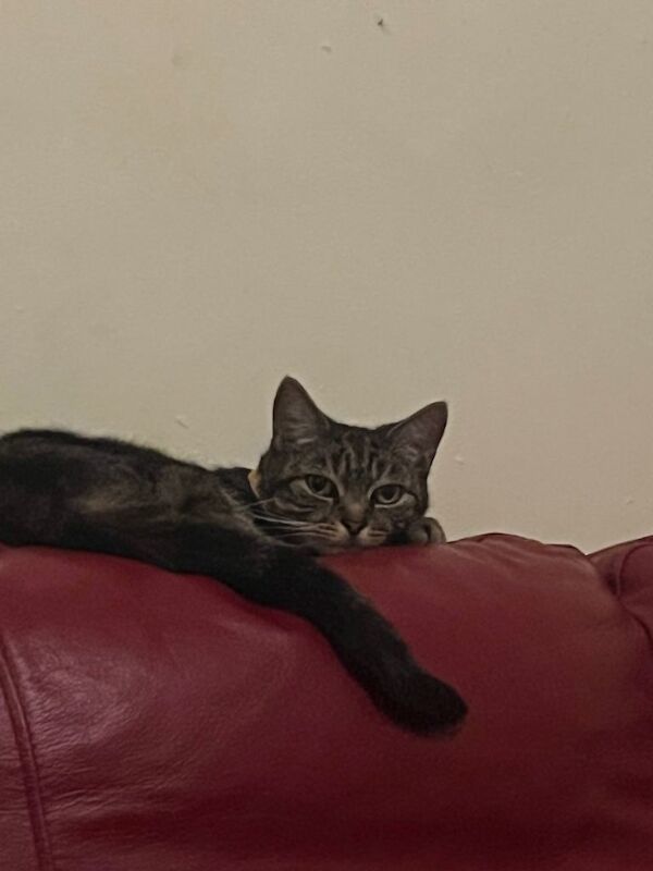 Sassy is looking for her forever home - Image 2 of 6