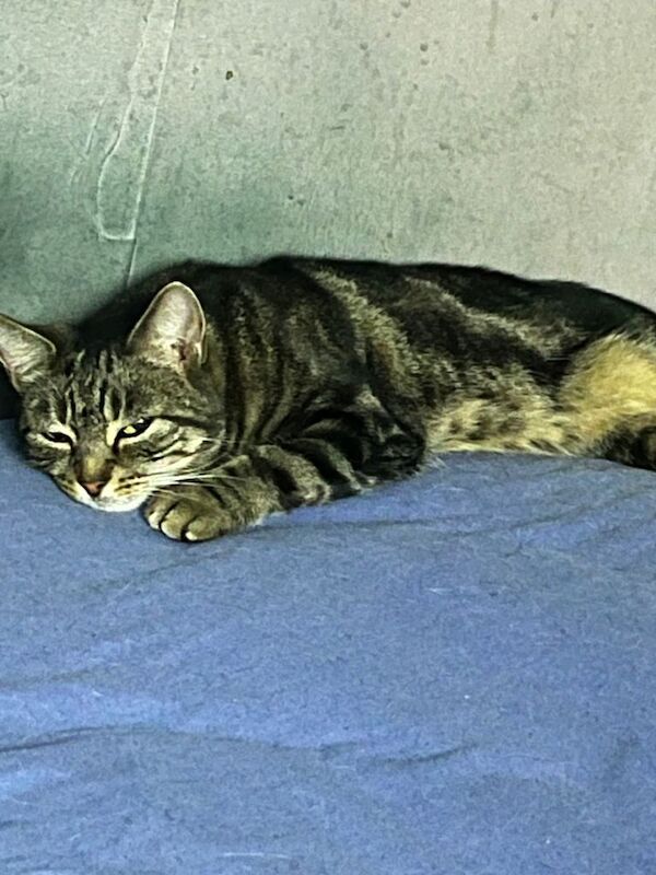 Sassy is looking for her forever home - Image 4 of 6