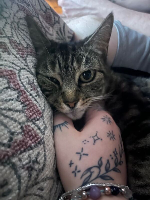 Sassy is looking for her forever home - Image 5 of 6