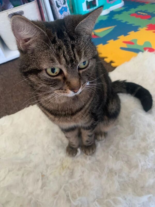 Sassy is looking for her forever home - Image 6 of 6