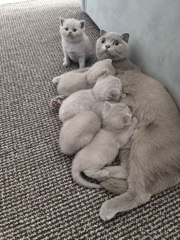 Scotch fold and British shorthair lilac kittens