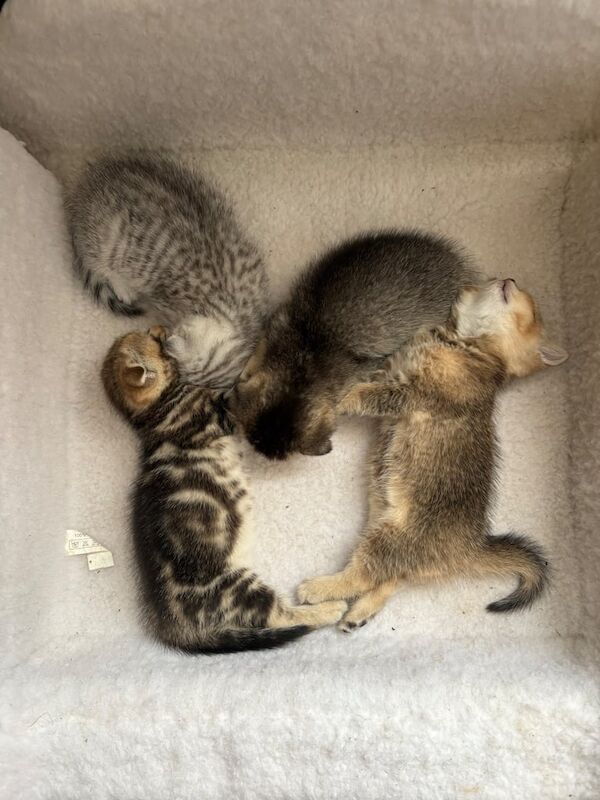 British Shorthair kittens for sale in Surrey Quays, Greater London – 5 weeks old