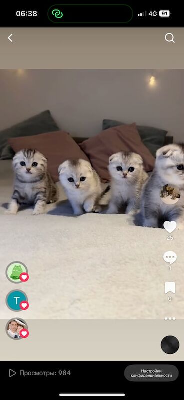 British Shorthair kittens for sale in Surrey Quays, Greater London – 5 weeks old - Image 2 of 3