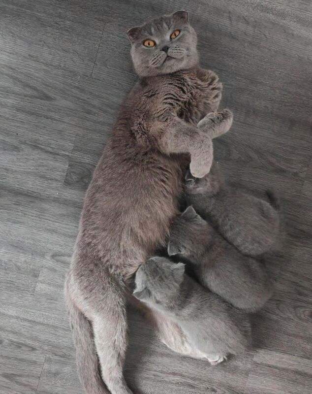 British Shorthair kittens for sale in Sinfin, Derbyshire – 6 weeks old