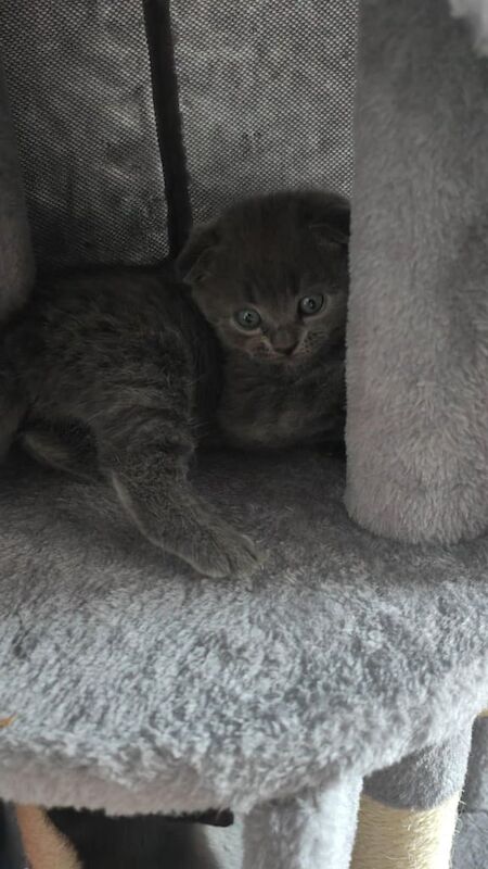British Shorthair kittens for sale in Sinfin, Derbyshire – 6 weeks old - Image 2 of 3