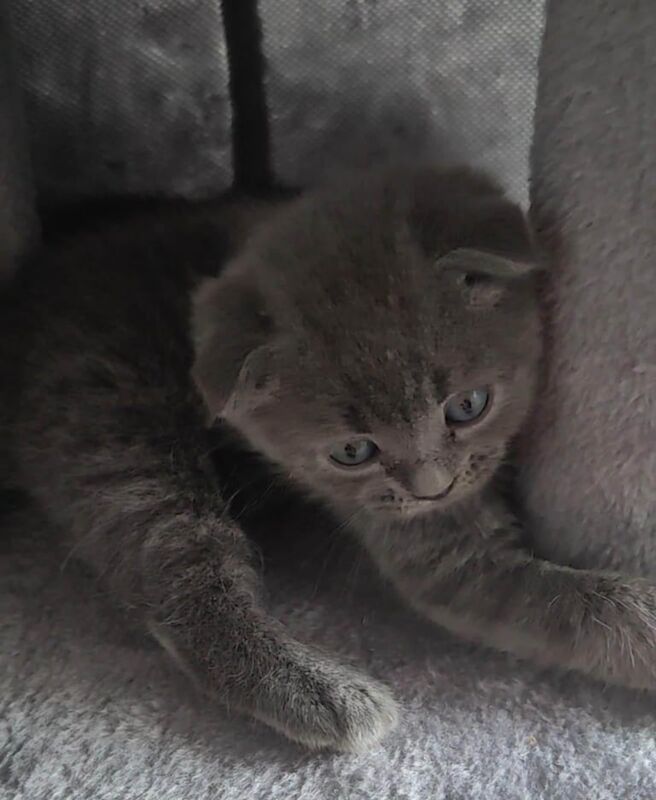 British Shorthair kittens for sale in Sinfin, Derbyshire – 6 weeks old - Image 3 of 3