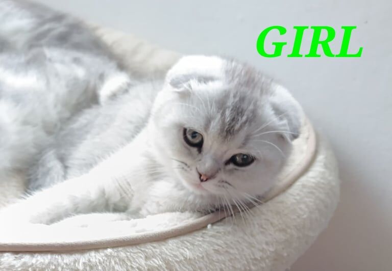 British Shorthair kittens for sale in Hinckley, Leicestershire – 10 weeks old