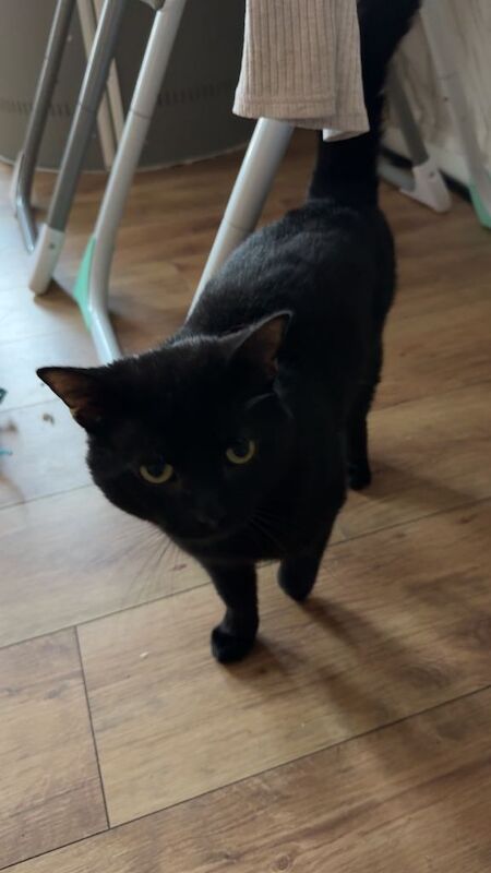 Scottish short hair black cat