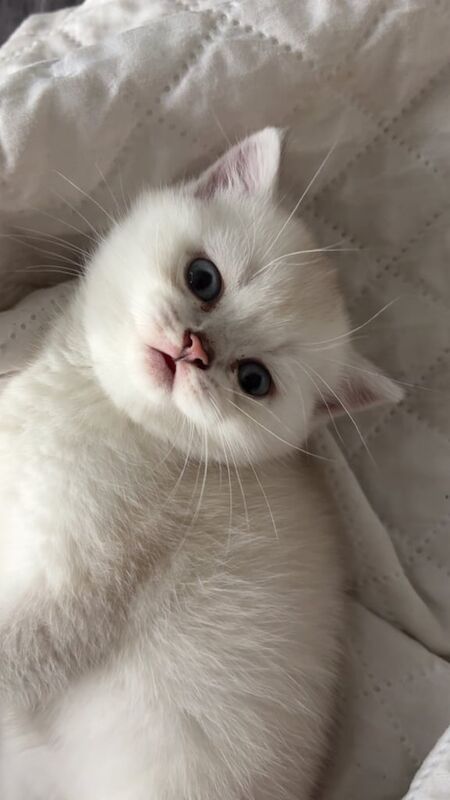 British Shorthair kittens for sale in London – 3 months old