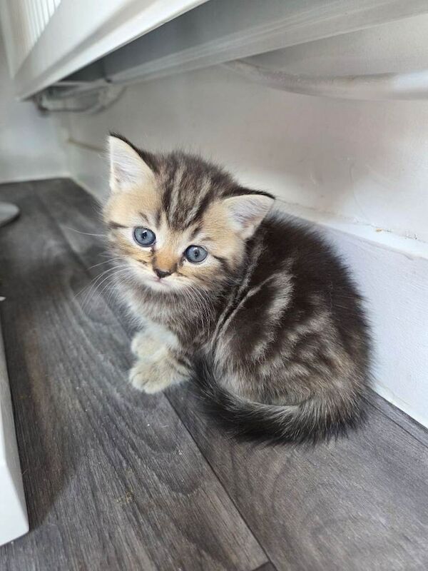 Scottish straight kittens