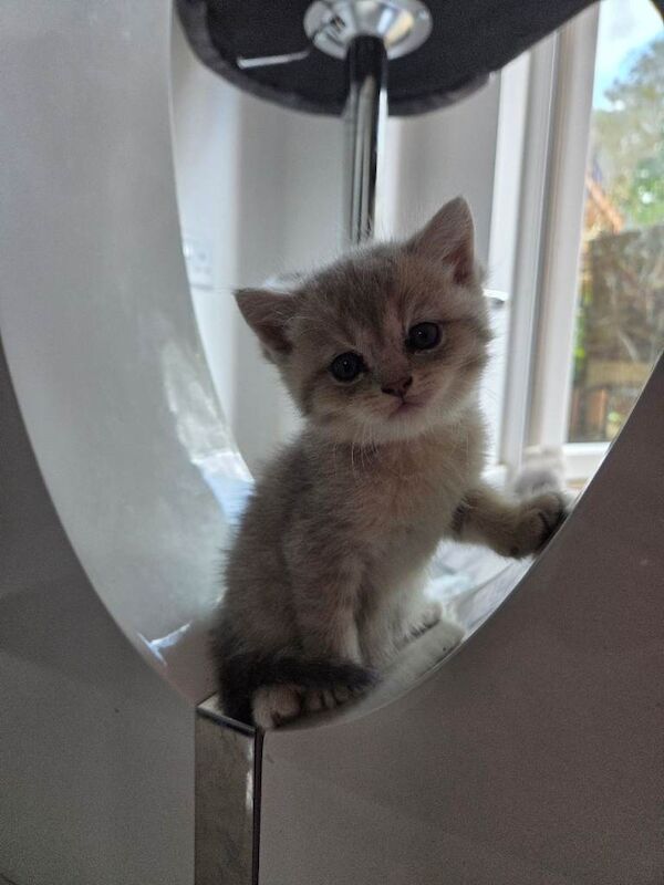 Scottish straight kittens - Image 2 of 6