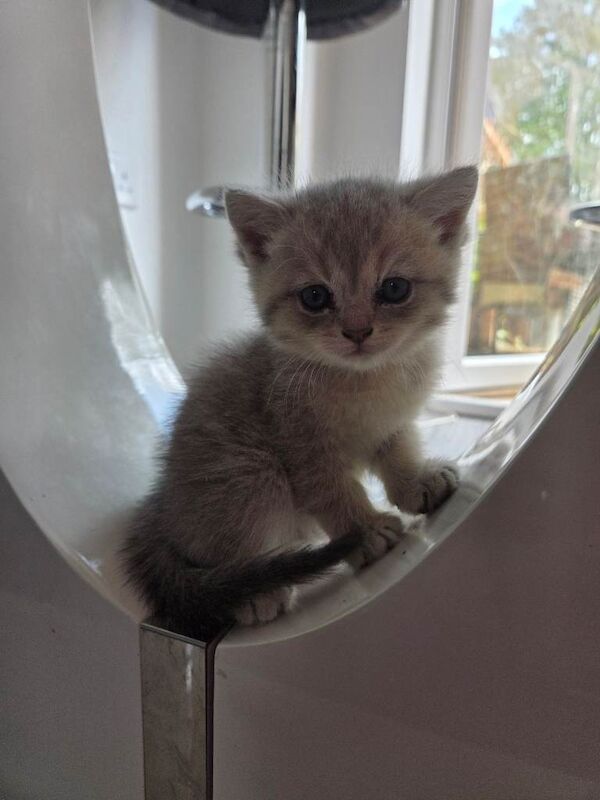 Scottish straight kittens - Image 3 of 6