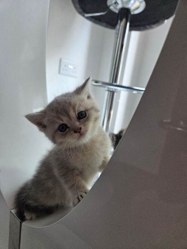 Scottish straight kittens - Image 4 of 6