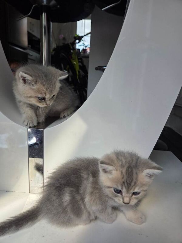 Scottish straight kittens - Image 5 of 6