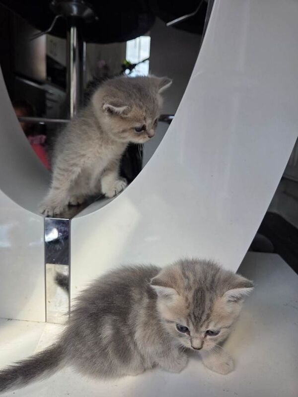 Scottish straight kittens - Image 6 of 6