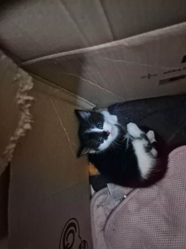 Selling 3 kittens (Tuxedo) - Image 2 of 4