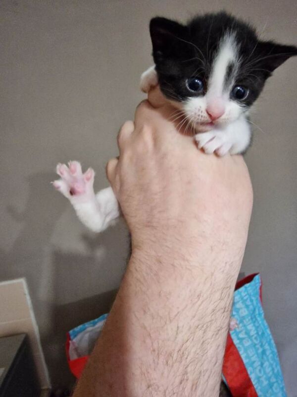 Selling 3 kittens (Tuxedo) - Image 3 of 4