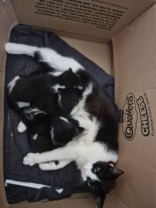 Selling 3 kittens (Tuxedo) - Image 4 of 4