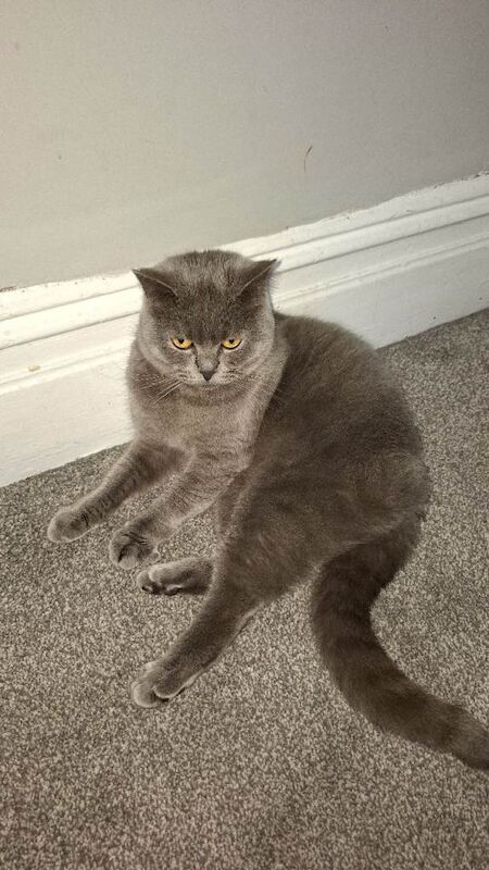 Sholy - Image 2 of 4