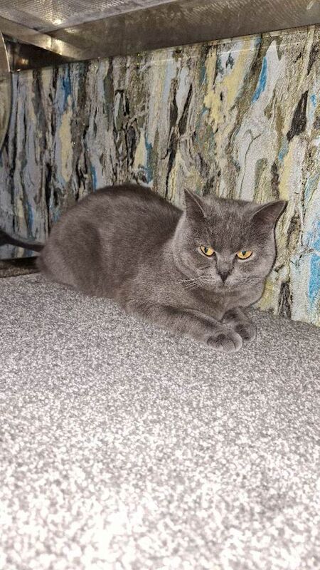 Sholy - Image 3 of 4