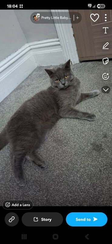 Sholy - Image 4 of 4