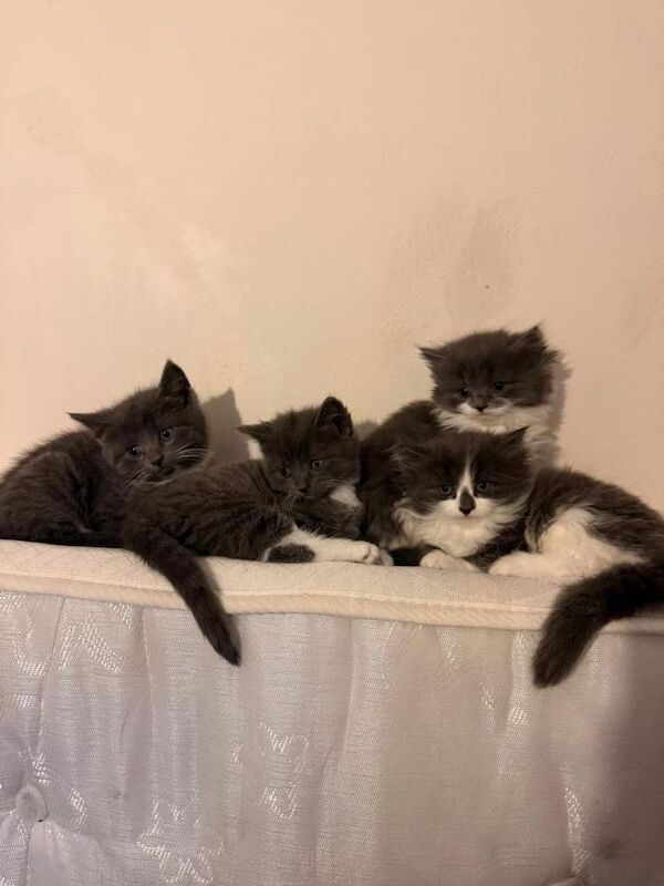 British Shorthair kittens for sale in York, North Yorkshire – 8 weeks old