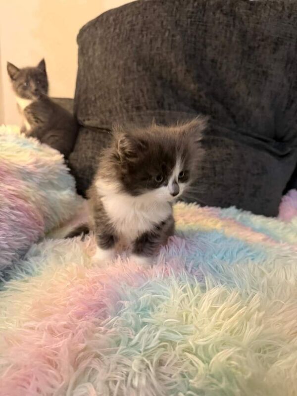 Short hair British kitten - Image 2 of 5