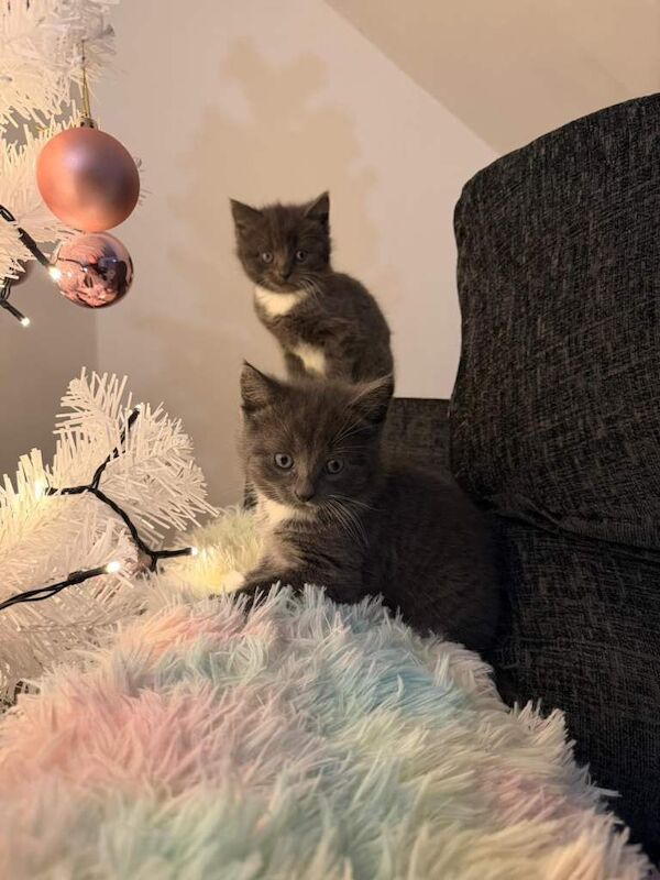 Short hair British kitten - Image 3 of 5