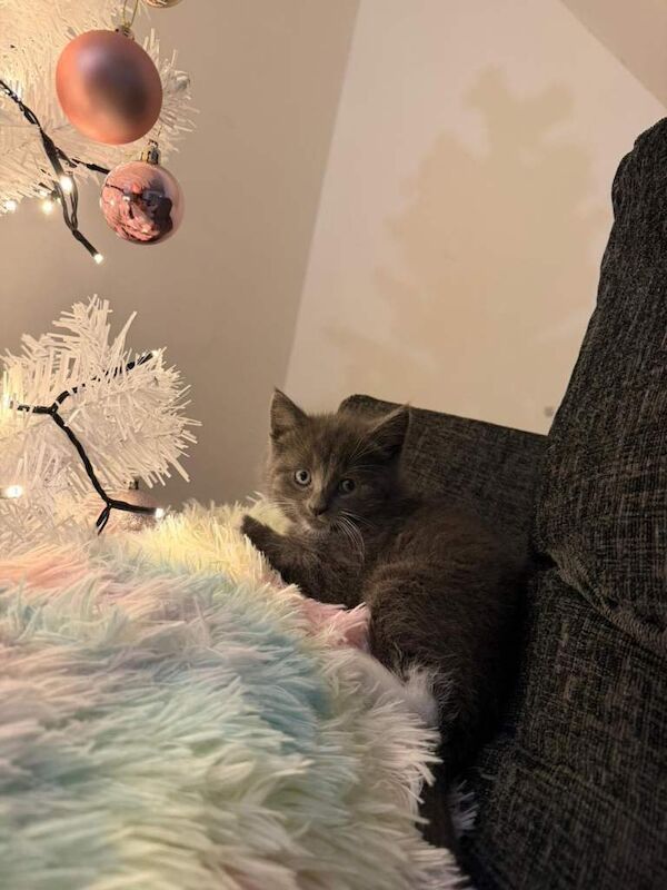 Short hair British kitten - Image 4 of 5